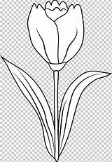 Clipart Tulips Tulip Coloring Book Outline Drawing Clip Clipground sketch template