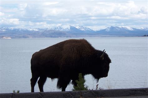 yellowstone national park wy bison emerging from the lake in front