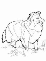 Coloring Pages Shiba Miniature Pinscher Inu Sheepdog Shetland Dog Change Akita Climate Collie Horse Printable Getcolorings Getdrawings Drawing Dots Connect sketch template