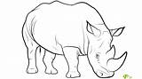 Rhino Coloring Rhinoceros Realistic Pages Color Animals Real Printable Print Getdrawings Getcolorings sketch template