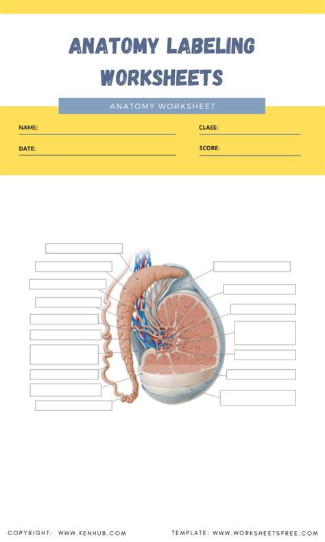 anatomy labeling worksheets  worksheets