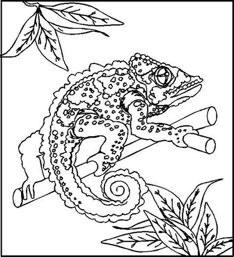 reptile coloring pages  getdrawings