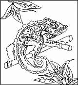 Reptile Chameleon Reptiles 1409 Pintarcolorir Animais Lizard Repteis Cameleon Camaleón Reptil sketch template