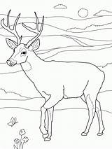 Coloring Pages Deer Tailed Printable Buck Kids Print Whitetail Drawing Doe Color Face Head Deers Bestcoloringpagesforkids Sheets Adult Clipart Hunting sketch template
