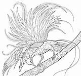 Paradise Birds Coloring Bird Downloads Raggiana sketch template