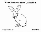 Coloring Jackrabbit Tailed Printing Pdf Exploringnature sketch template