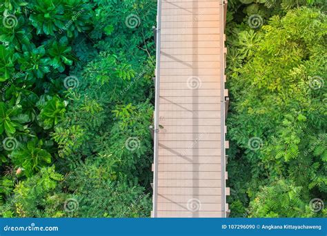 top view wooden sky walk  walkway cross  treetop surrounded