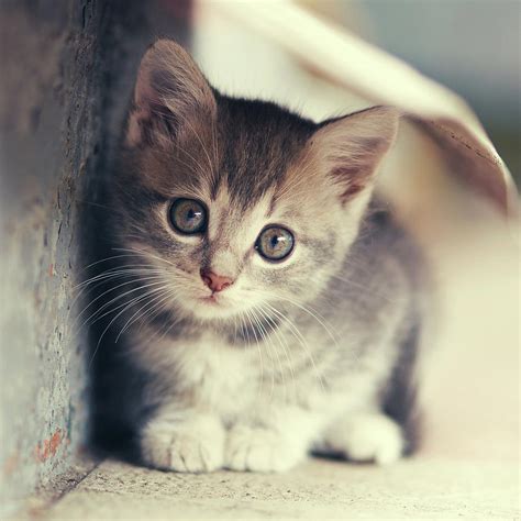 pictures  small cute kittens kitten katzchen kittens cutest cute