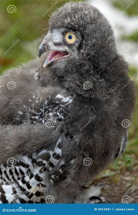 baby snowy owl stock image image  bird feathered wing