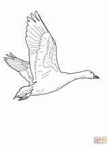 Goose Coloring Flying Pages Geese Drawing Printable Oie Baby Color Snow Qui Neiges Des Nene Getdrawings Drawings Popular Paintingvalley Getcolorings sketch template