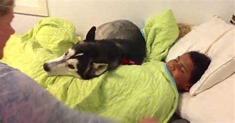 mom is trying to wake her son up for school husky has hilarious reaction when she tries to