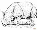 Rinoceronte Indio Selvagem Africano Indiano Badak Selvagens Rhino Mewarnai sketch template