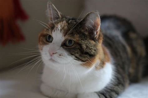 Rehomed By Blue Cross 21 Years Ago Cat Nuala Is Still Going Strong
