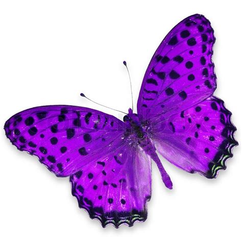 purple butterfly stock photo colourbox