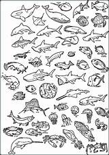 Sea Coloring Pages Deep Creatures Animals Underwater Ocean Printable Color Print Getcolorings Getdrawings Creat sketch template