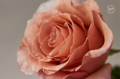 A True Nude Rose Is Finally Here Presenting Rp Moab Florists Review