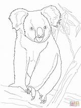 Koala Bear Coloring Tree Pages Drawing Printable sketch template