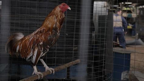 horsley park cockfighting ring smashed 540 roosters seized daily