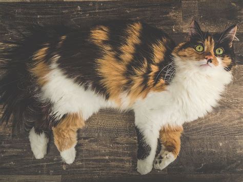 longhair cat breeds britannica