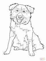 Collie Border Coloring Pages Australian Shepherd Dog Printable Drawing Color Print Puppy Line Supercoloring Dogs Stencil Colors German Getdrawings Drawings sketch template