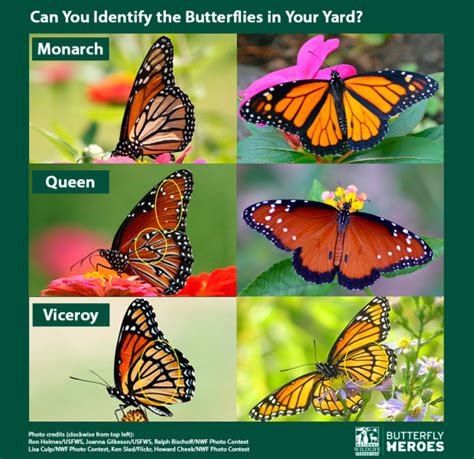 Quiz Will These Monarch Look Alikes Fool You • The