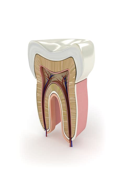 stop tooth pain dental blogdental blog