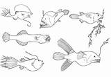 Fish Angler Creatures sketch template