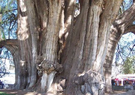 huatulco life mexicos national tree