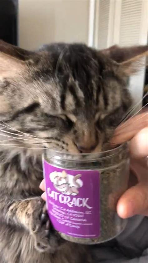 cat feasts on catnip as owner tries to stop them jukin licensing