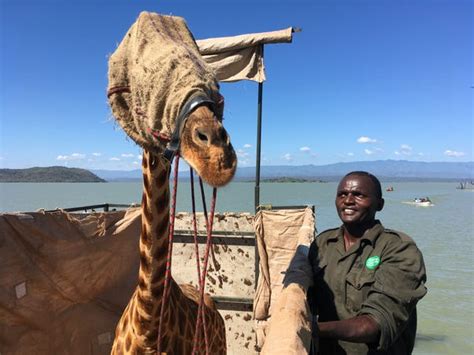 giraffes trapped on kenyan island are being ferried to safety photos