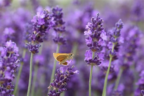 Mind And Body Goals 5 Reasons Why Lavender Should Be Your Secret