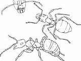 Colony Ants Px sketch template