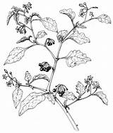 Solanum Poison Plants Nigrum Plant Australian A4 Fruit Illustrations Gov Au sketch template