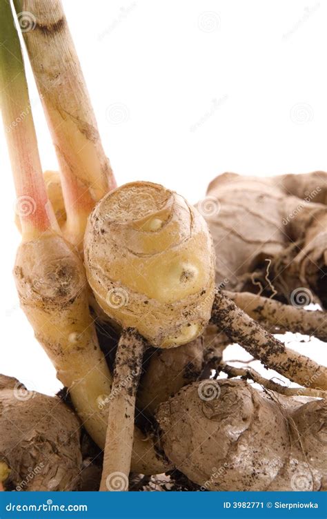 fresh ginger root plant stock image image  cook health