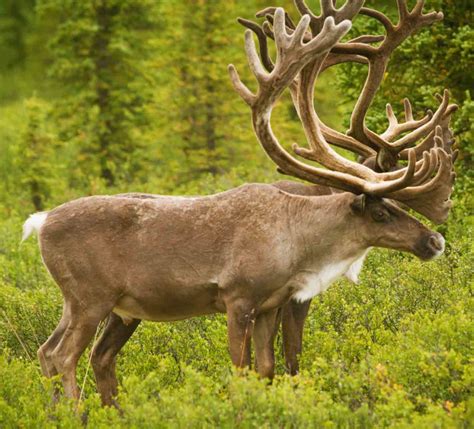 caribou alaska players club tours