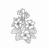 Flower Drawings Line African Violet Drawing Violets Tattoo Wild Tattoos Flowers Pencil Sketches Rubber Choose Board sketch template