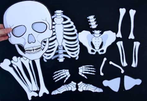 grab  life sized printable skeleton  fun learning lesson plans