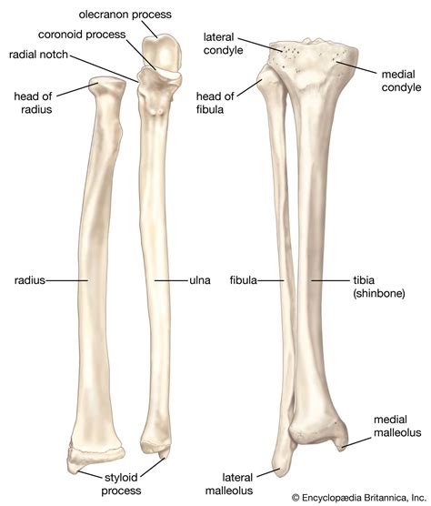 tibia  fibula bones
