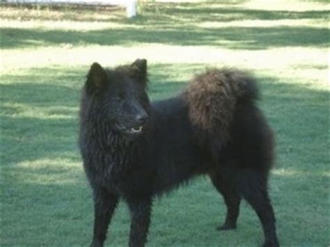 eurasier dog breed information  pictures