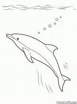 Colorare Delfino Oceano Pages Marin Colorkid Delfin Polpo Kolorowanki Malvorlagen Unterwasserwelt Underwater Sous Coloriage Submarino Subacqueo Leone Kolorowanka Coloriages sketch template