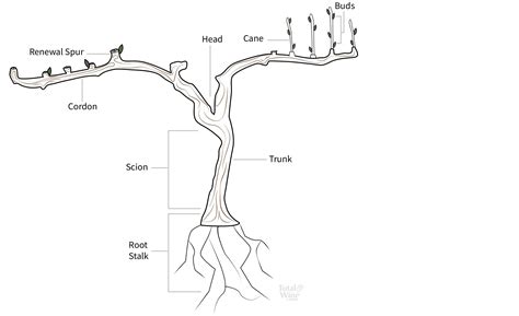 wine vines  viticulture      total wine