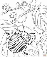 Beetle Beetles Rhinoceros sketch template