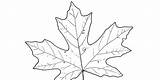 Drawing Leaf Muir John Trees Drawings Leaves Big Maple Laws Branches Part Paintingvalley sketch template