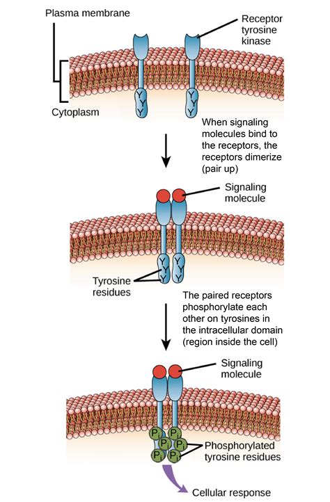 ligands receptors khan academy plasma membrane cell membrane