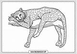 Colorear Leopardo Panther Panthere Salvajes Hellokids Leopardos Zum Tigre Harimau Léopard Ausmalen Guepardo Imagui Colouring Felinos Colorie Superbe Haiwan Coloriages sketch template