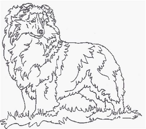 shetland sheepdog page