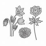 Zentangle Baikal Wildflowers Omul Squirrel sketch template