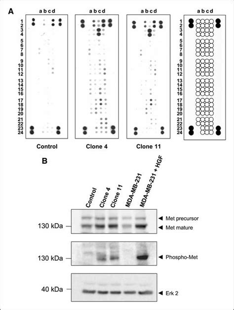 gd3 synthase expression enhances proliferation and tumor growth of mda