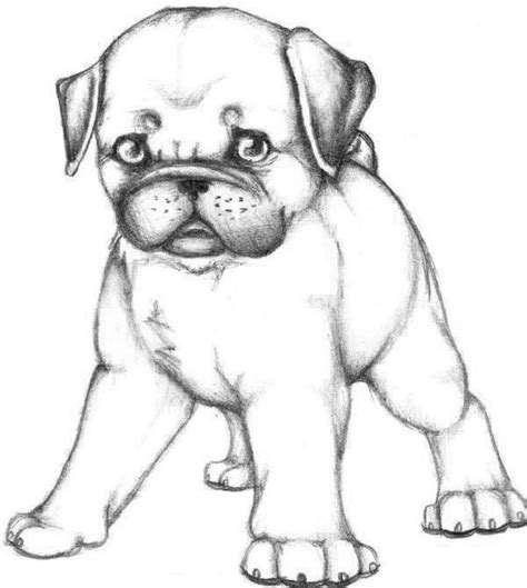 baby pug coloring pages coloring home