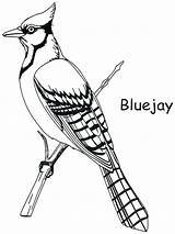 Coloring Pages Bird Blue Toronto Jays Color Printable Birds Drawings Colouring Jay Draw Drawing Getcolorings Getdrawings sketch template
